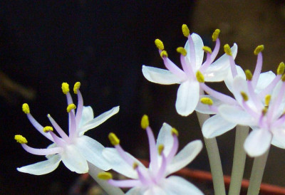 Daubenya_comata_nahe.jpg