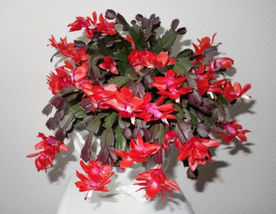 Weihanchtskaktus rot 1.12.2016.jpg
