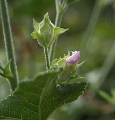 malvenknospe_5909.jpg