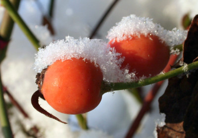 Wintereinbruch-7.jpg