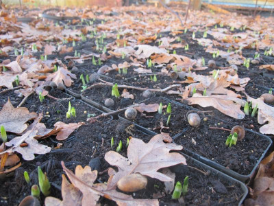 Leucojum 2.12.16 mue.JPG