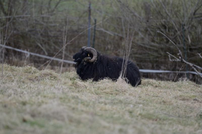 Theodor2015.jpg