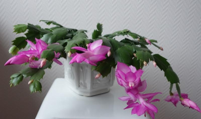 Weihnachtskaktus pink 3.12.2016.jpg