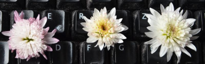 Chrysanthemum-Topf.rosa.16-2.jpg