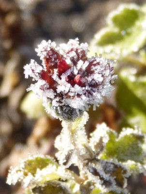 2016-12-03 Chrysanthemum 'La Boum'.jpg