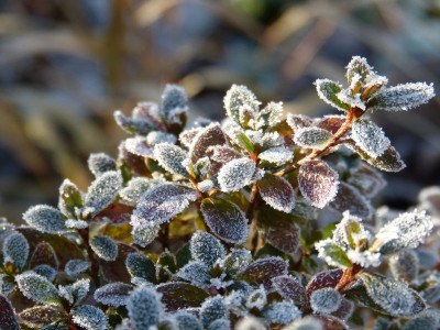 2016-12-03 Gartenimpressionen 1.jpg