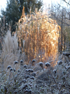 2016-12-03 Gartenimpressionen 3.jpg