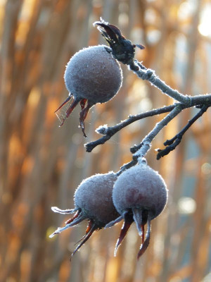2016-12-03 Gartenimpressionen 5.jpg