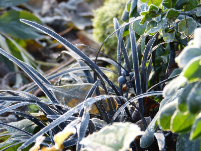 2016-12-03 Gartenimpressionen 6.jpg