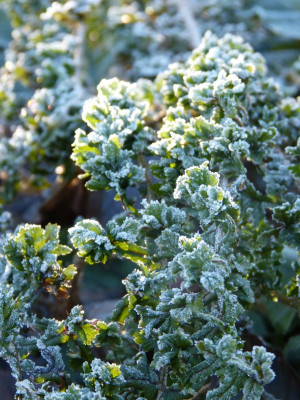 2016-12-03 Gartenimpressionen 7.jpg