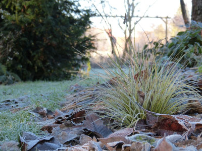 2016-12-03 Gartenimpressionen 9.jpg