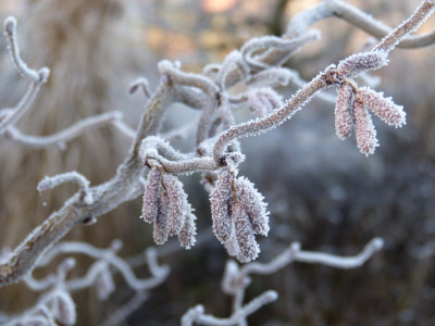2016-12-03 Gartenimpressionen 10.jpg