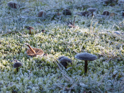2016-12-03 Gartenimpressionen 11.jpg