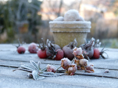 2016-12-03 Gartenimpressionen 13.jpg