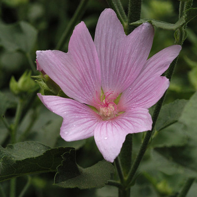 malvenbluete_5901.jpg
