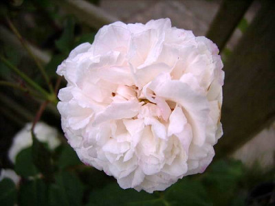 Louise_DArzens.JPG