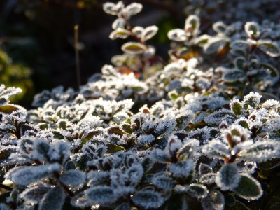 2016-12-04 Gartenimpressionen 2.jpg