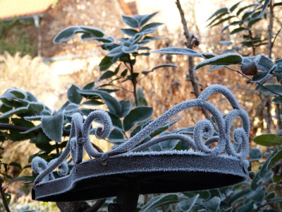 2016-12-04 Gartenimpressionen 3.jpg