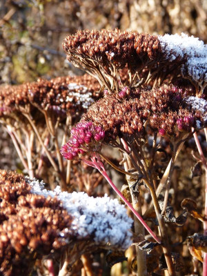 2016-12-04 Gartenimpressionen 4.jpg