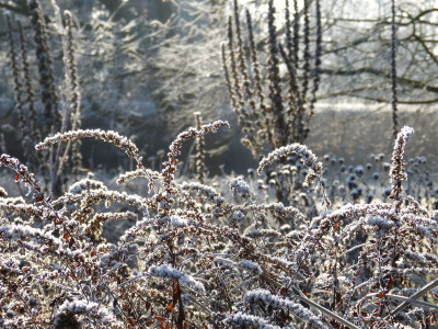 2016-12-04 Gartenimpressionen 6.jpg