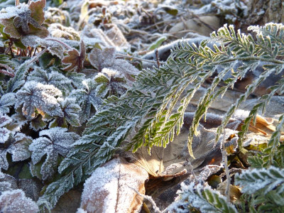 2016-12-04 Gartenimpressionen 7.jpg