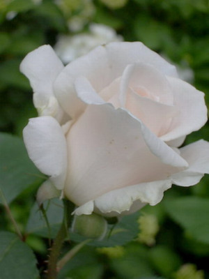 Renaissance_Rose_Helena.jpg