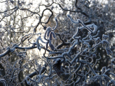 2016-12-04 Gartenimpressionen 8.jpg
