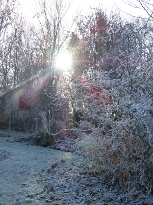2016-12-04 Gartenimpressionen 9.jpg