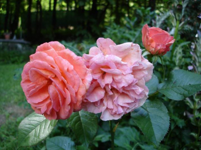 Tatton_06.JPG