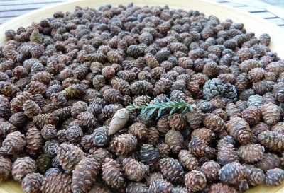 2016-12-04 Pinus densiflora 'Alice Verkade'.jpg