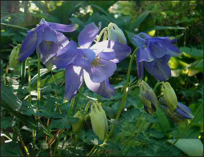 Aquilegia_bertolonii.jpg