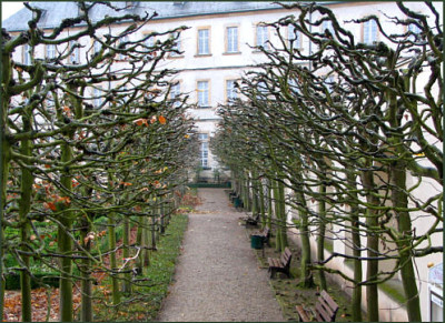 allee_geschnitten_laublos.jpg