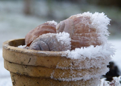 2016-12-05 Gartenimpressionen 1.jpg