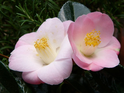 Garten_198.jpg