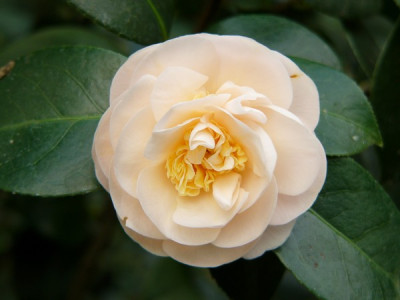 Garten_263.jpg