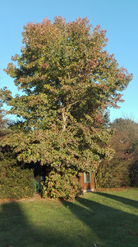 Amberbaum 6.12.2016.jpg