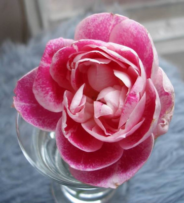 UnbekannteWett-Rose.jpg