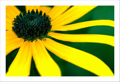 Rudbeckia_3_16-09-2006.jpg