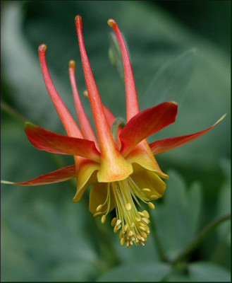 Aquilegia_skinneri_W.jpg