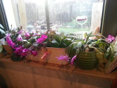20161208_083719.jpg