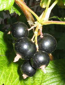 Schwarze_Johannisbeeren1_1_1.JPG