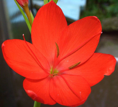 Schizostylis_coccinea_Blute.jpg