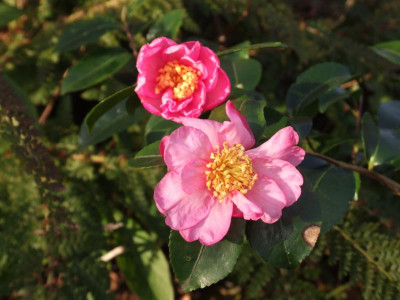 DSCF3529.JPG