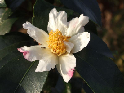 DSCF3533.JPG