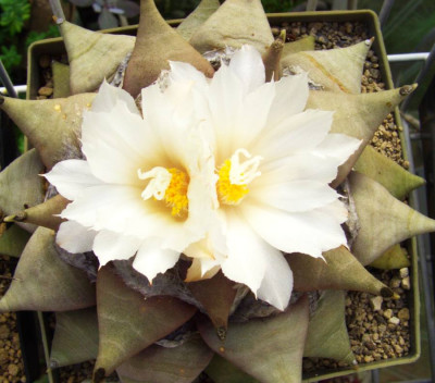 Ariocarpus_retusus.jpg