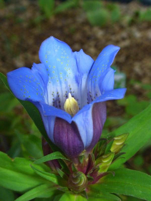 Gentiana_scabra_Shusui_Blue.jpg