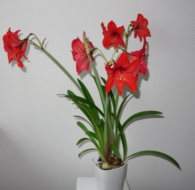 Amaryllis -  9. 12. 2016.jpg