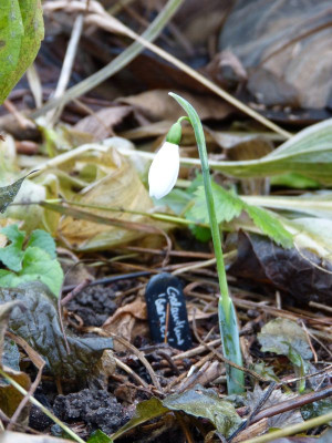 2016-12-09 Galanthus elwesii 'Barnes'.jpg