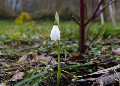 2016-12-10 Galanthus elwesii.jpg