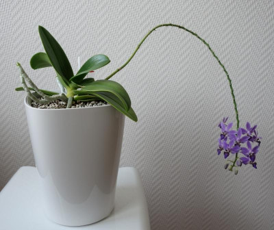 Doritaenopsis urple 'Gem Aida' - 10.12.2016.jpg